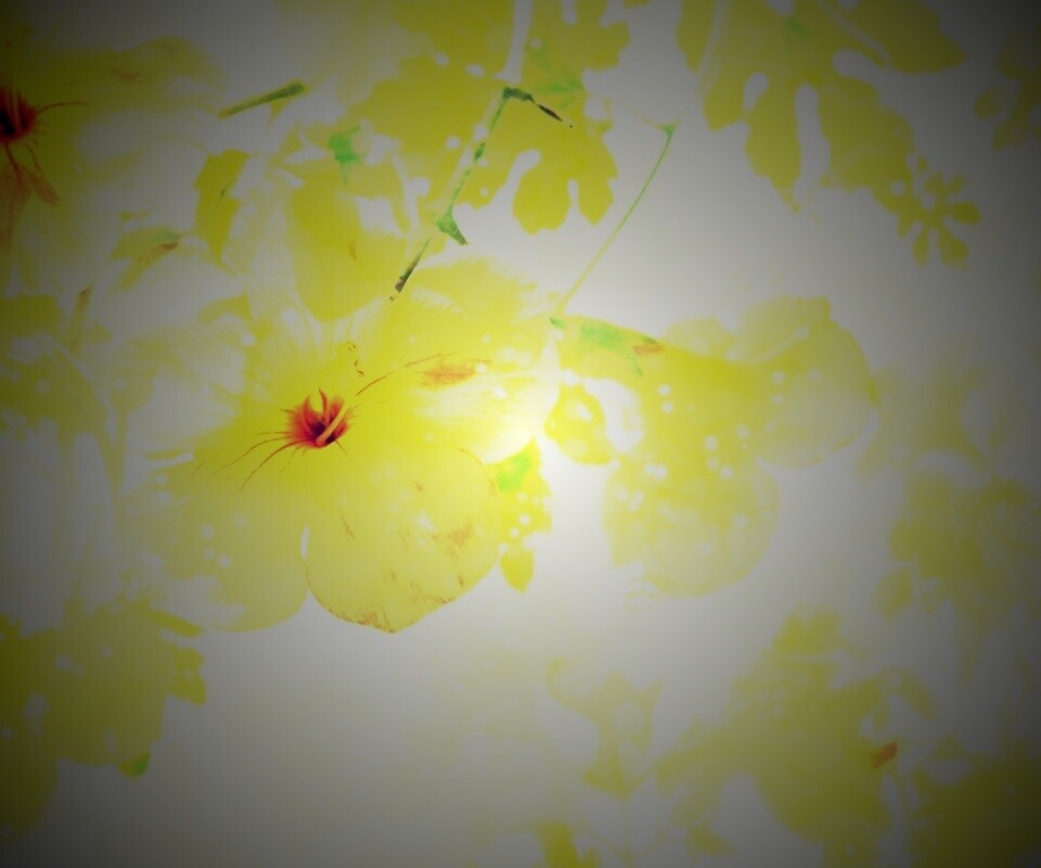 Цветочное настроение обои