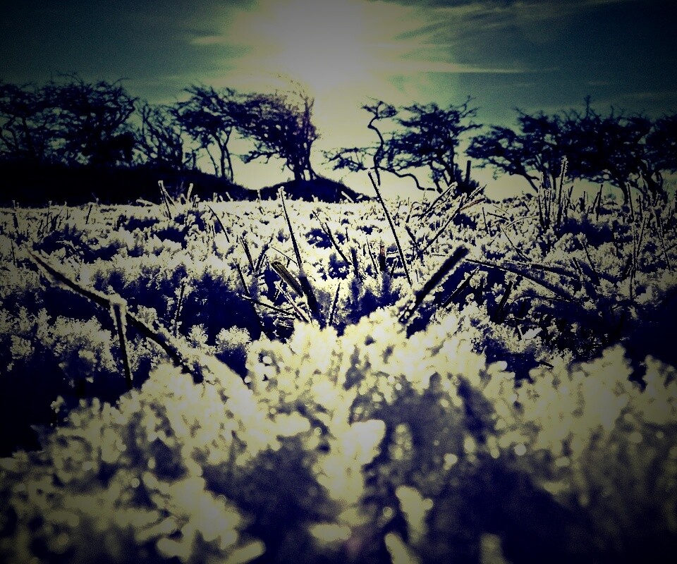 Утренний мороз обои