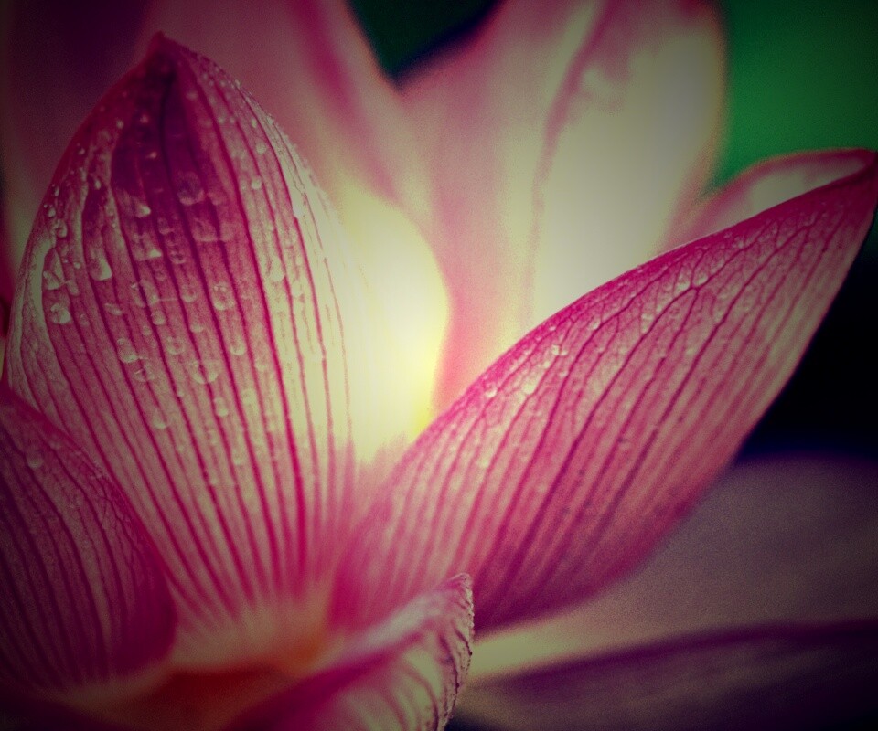 Лепестки цветов обои