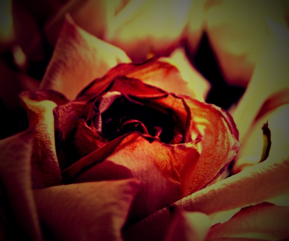 Увядающая роза обои