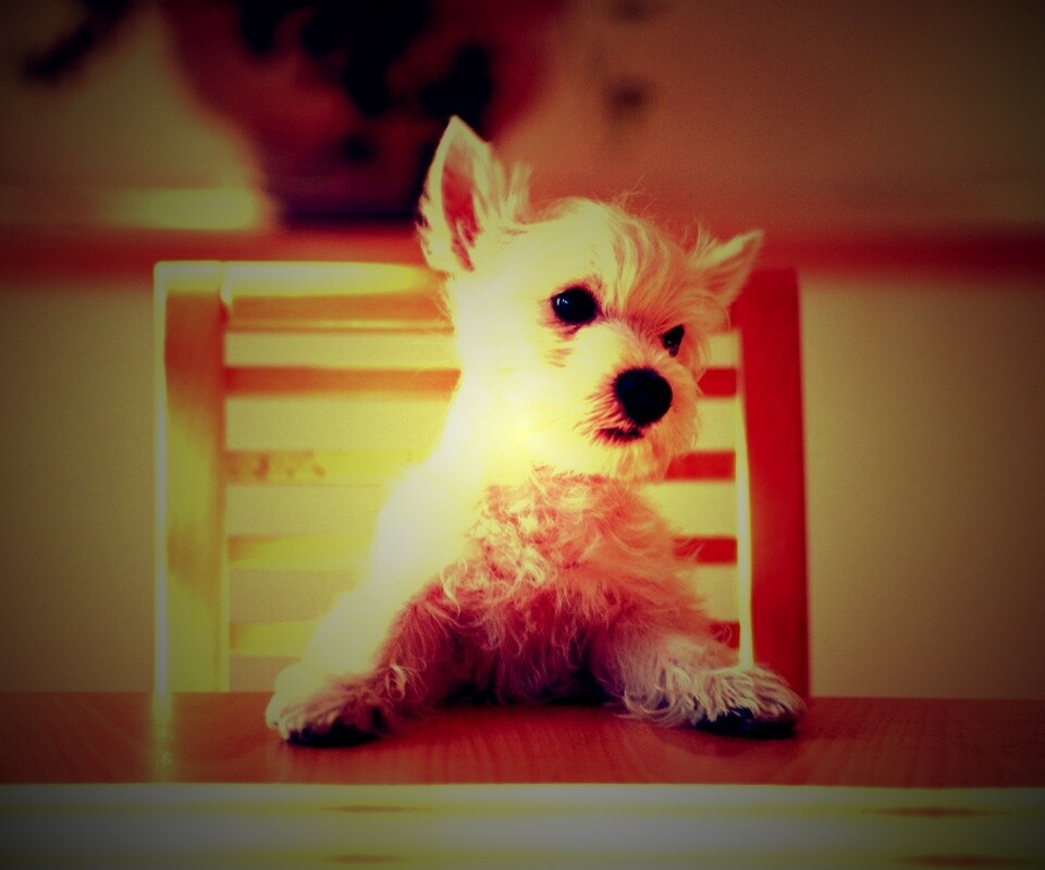 Щенок на стуле обои