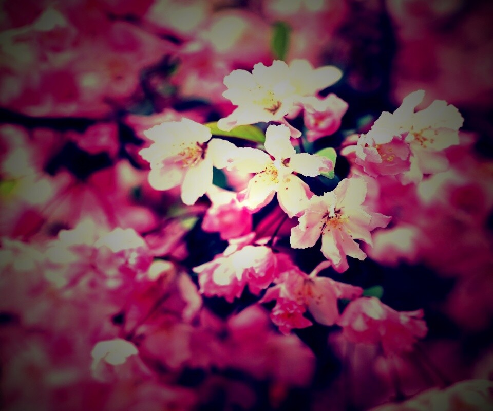 Весенние цветы обои