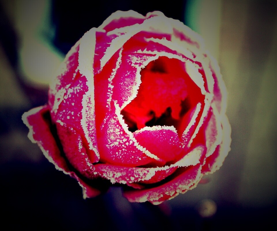 Роза в иние обои