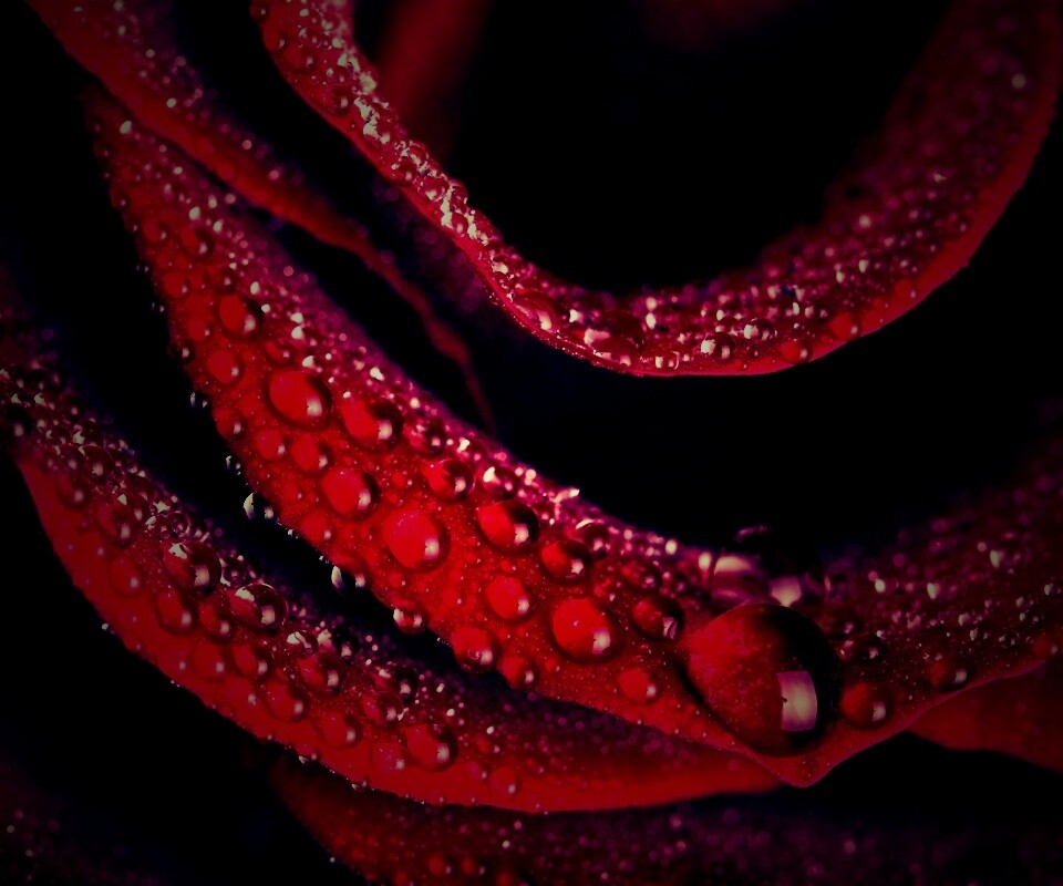 Роза в каплях обои