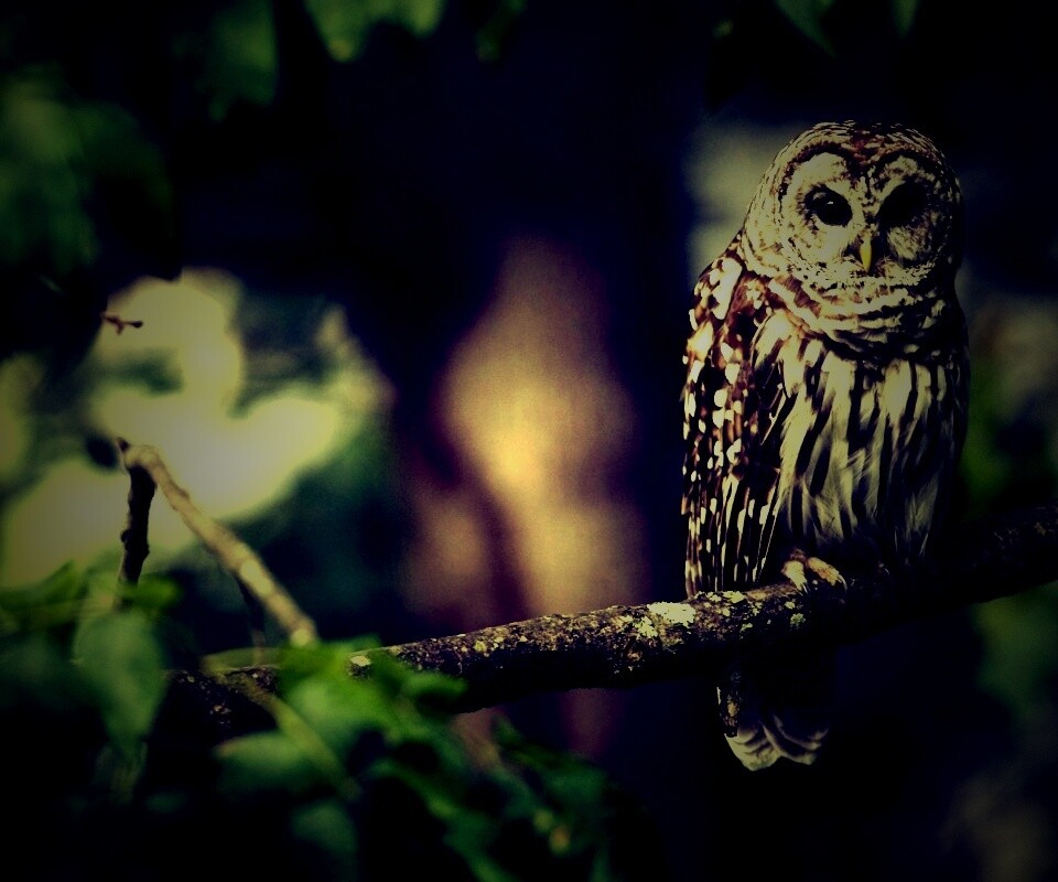 Сова на ветке обои