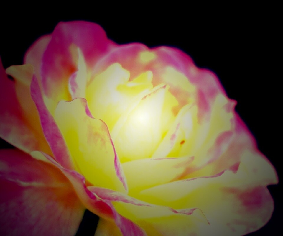 Картинка с нежным розовым цветком обои