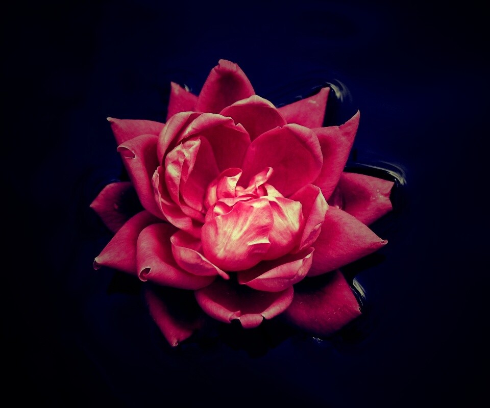 Красивый цветок на воде обои