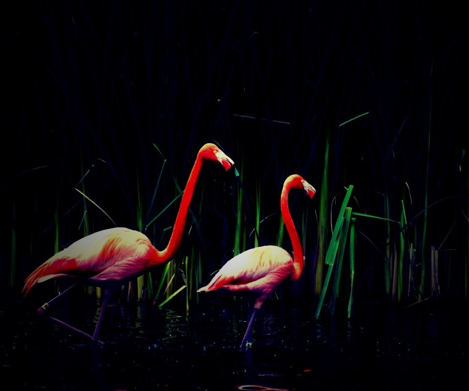 Красивые розовые фламинго на озере обои