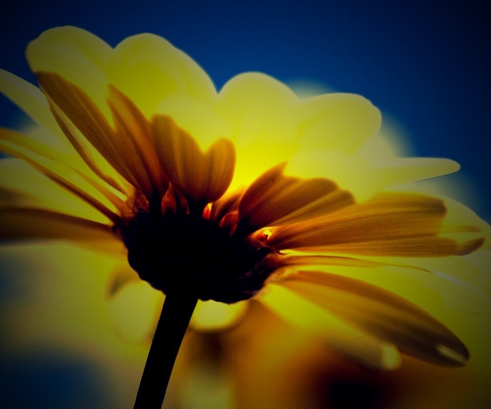 Макро-фото желтого цветка обои