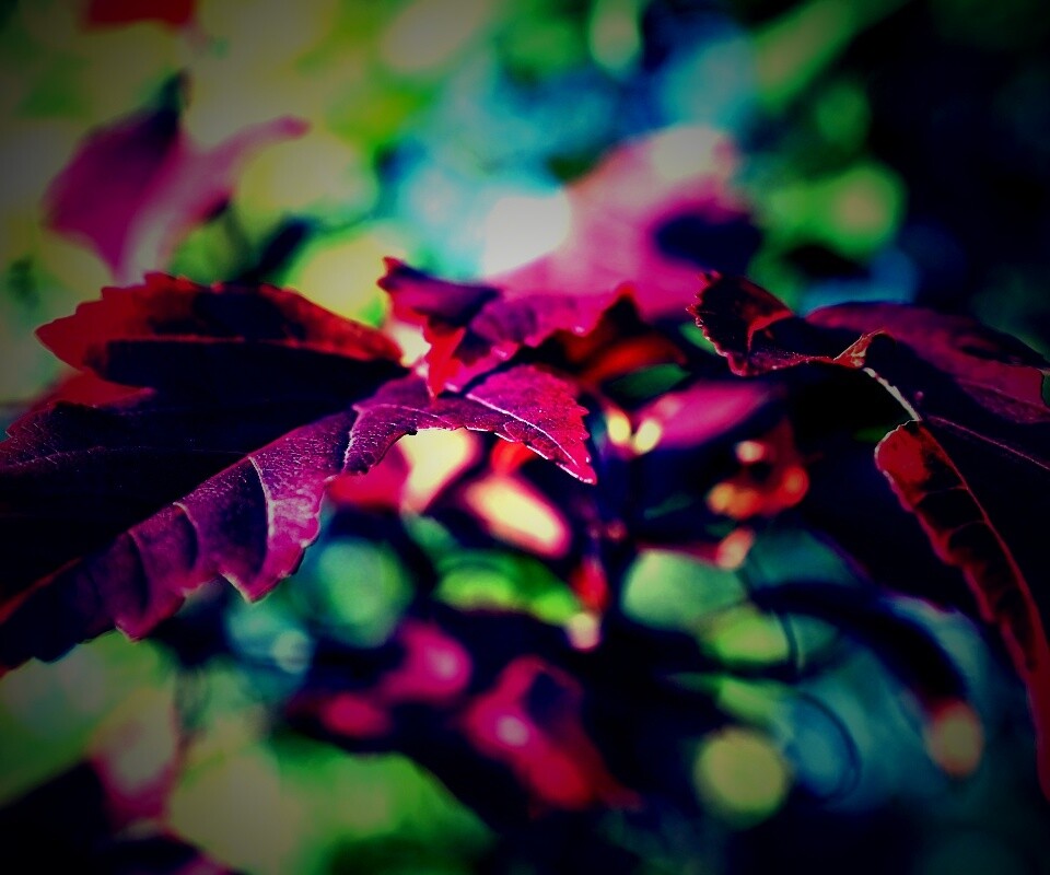 Красивые осенние листья в баговых цветах обои