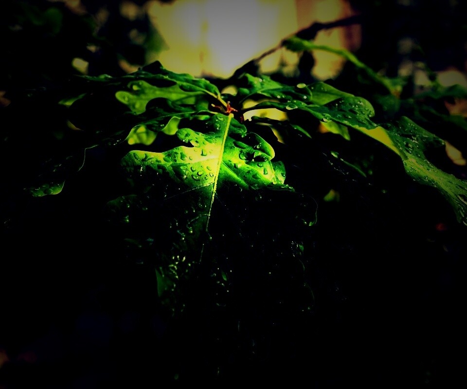 Сочные листья дуба обои