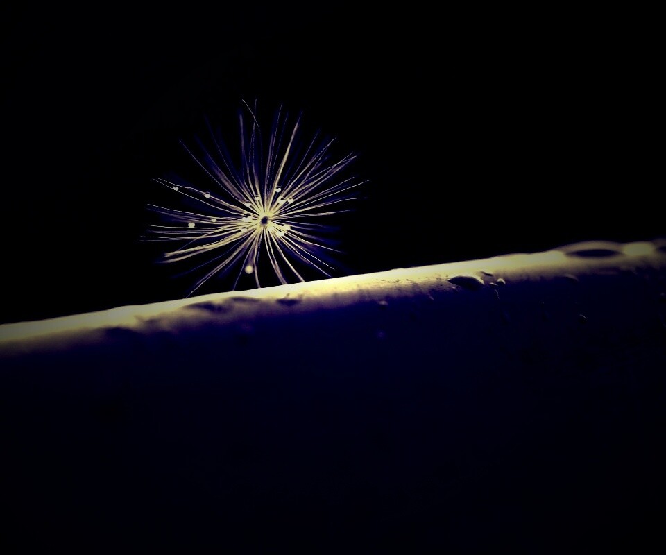 Прилипшая пушинка обои