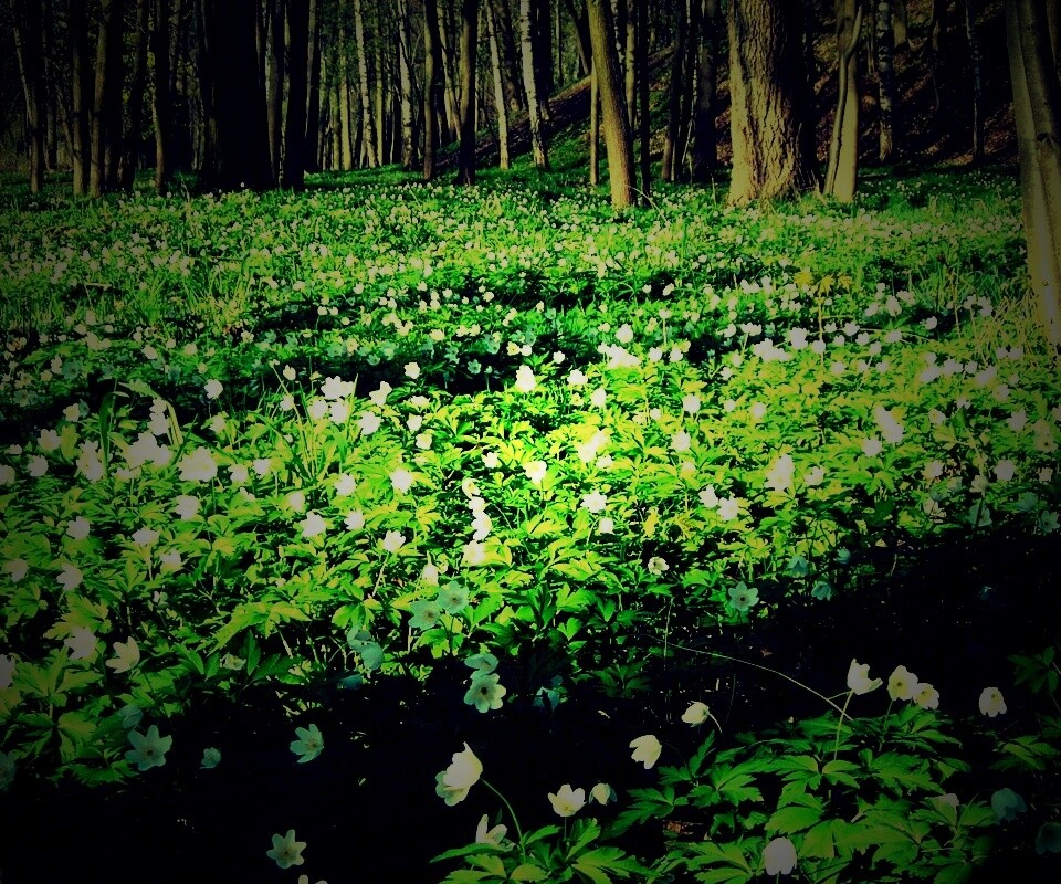 Поляна весенних цветов обои