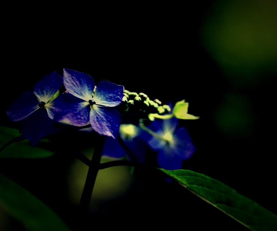 Нежно-синие цветы обои