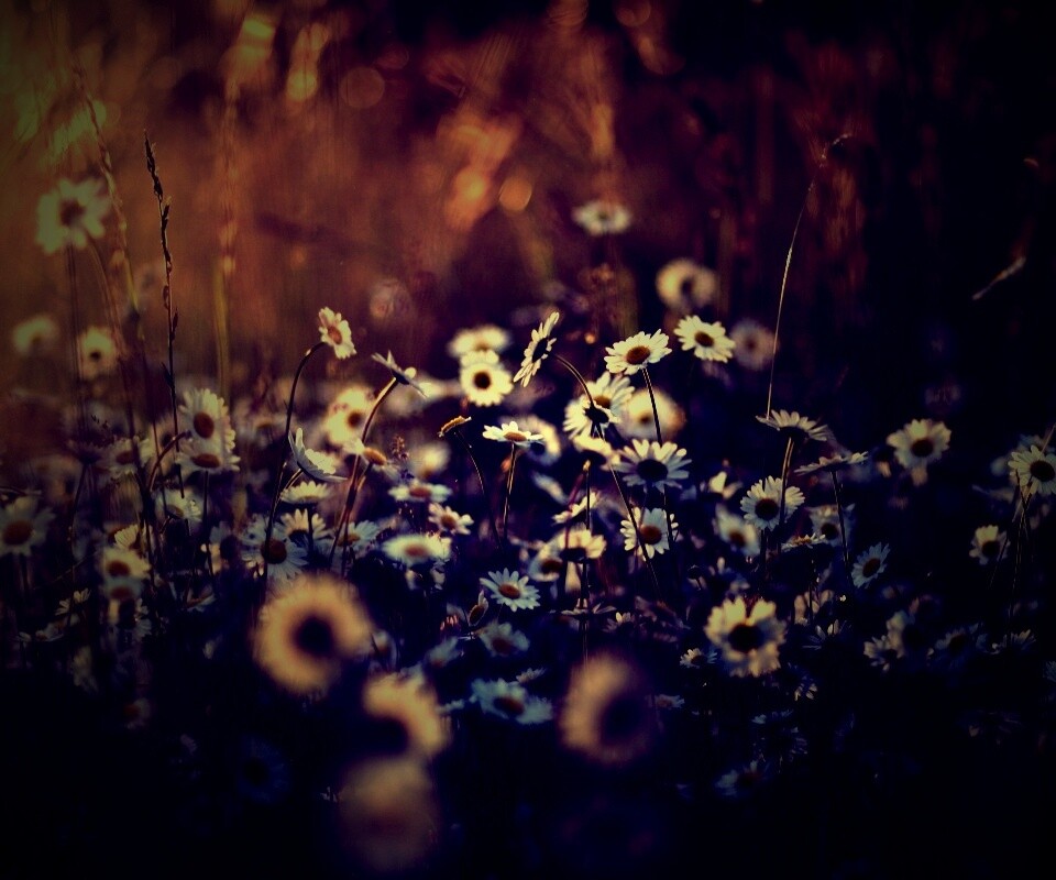 Поле ромашек обои