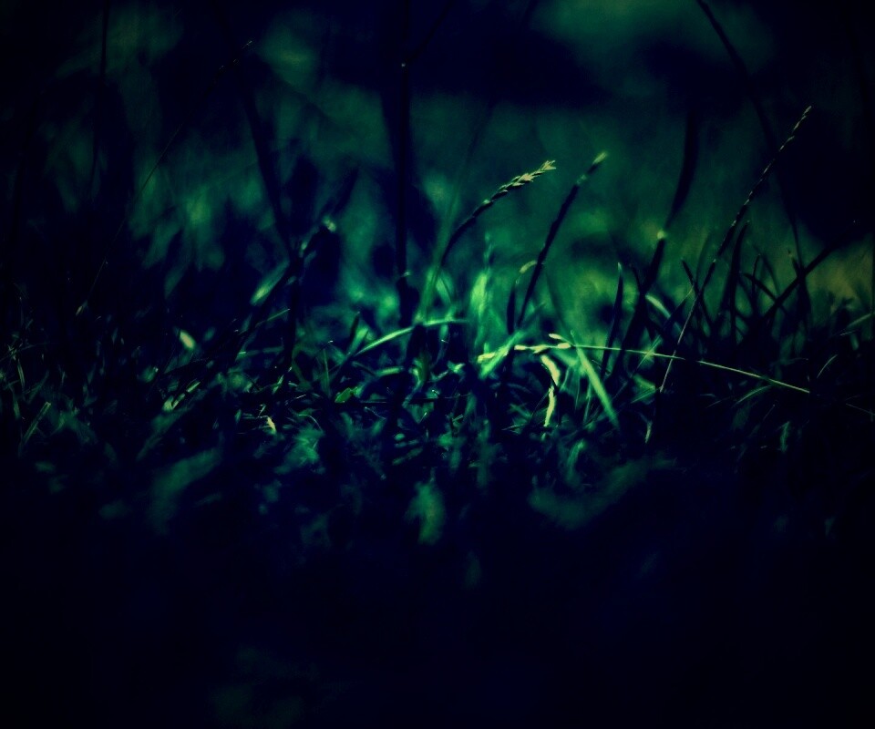 Трава в макро режиме обои