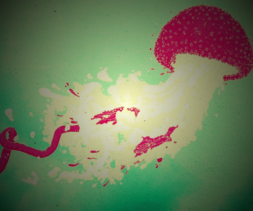 Розовая медуза обои