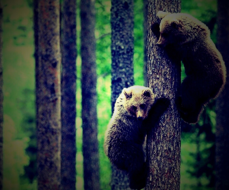 Медвежата обои
