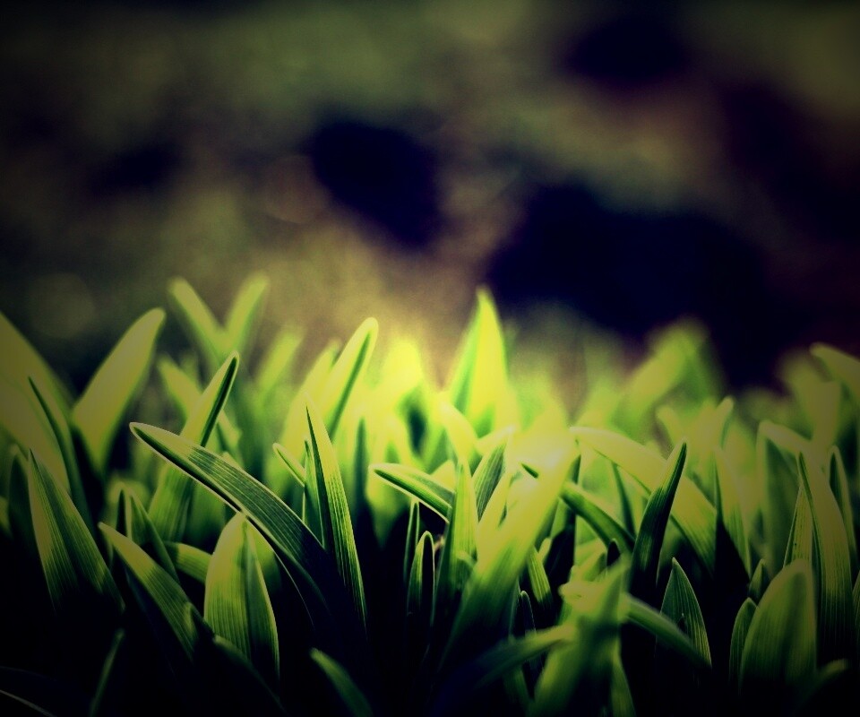 Сочная нежная трава обои