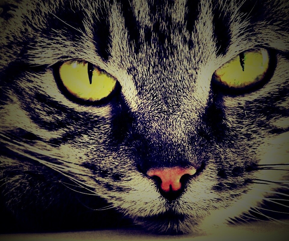 Пристальный кошачий взгляд обои