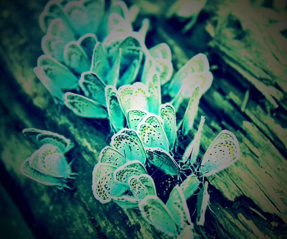 Голубые бабочки обои