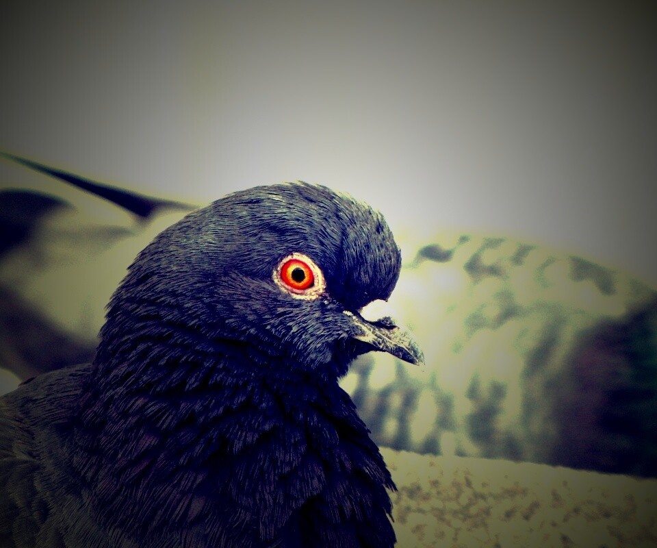 Смотрит в самую душу обои