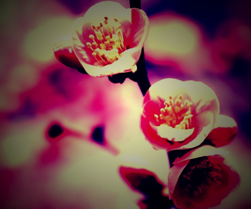 Великолепный цветок обои