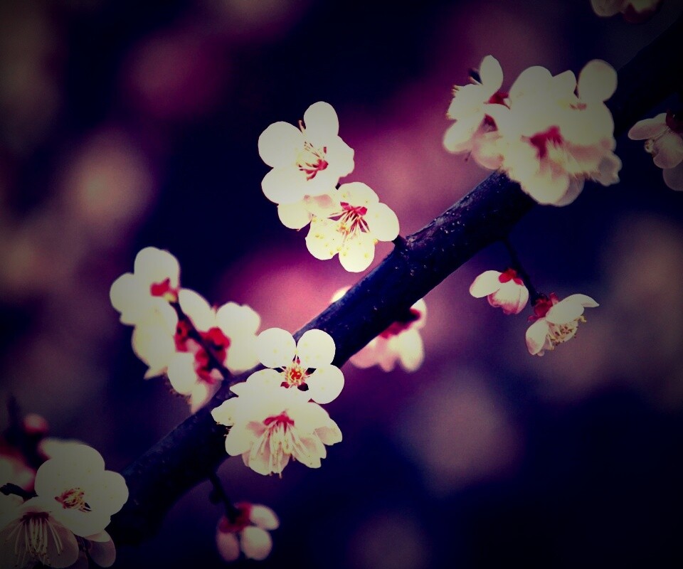 Ветка сакуры обои