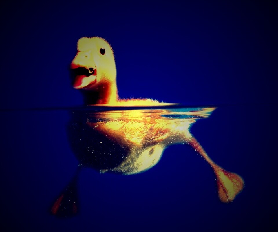 Утёнок в воде обои