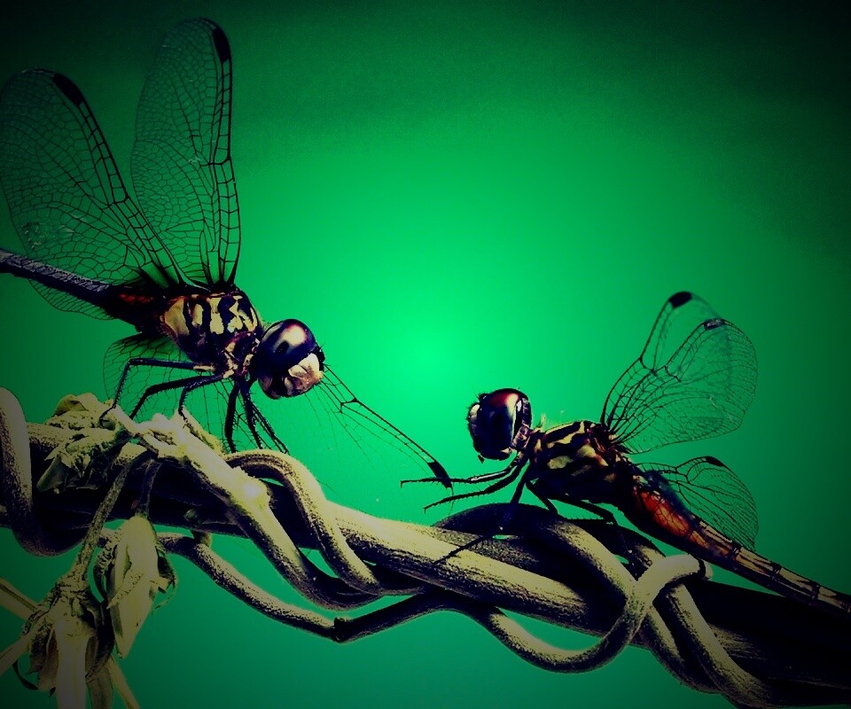 Две стрекозы обои