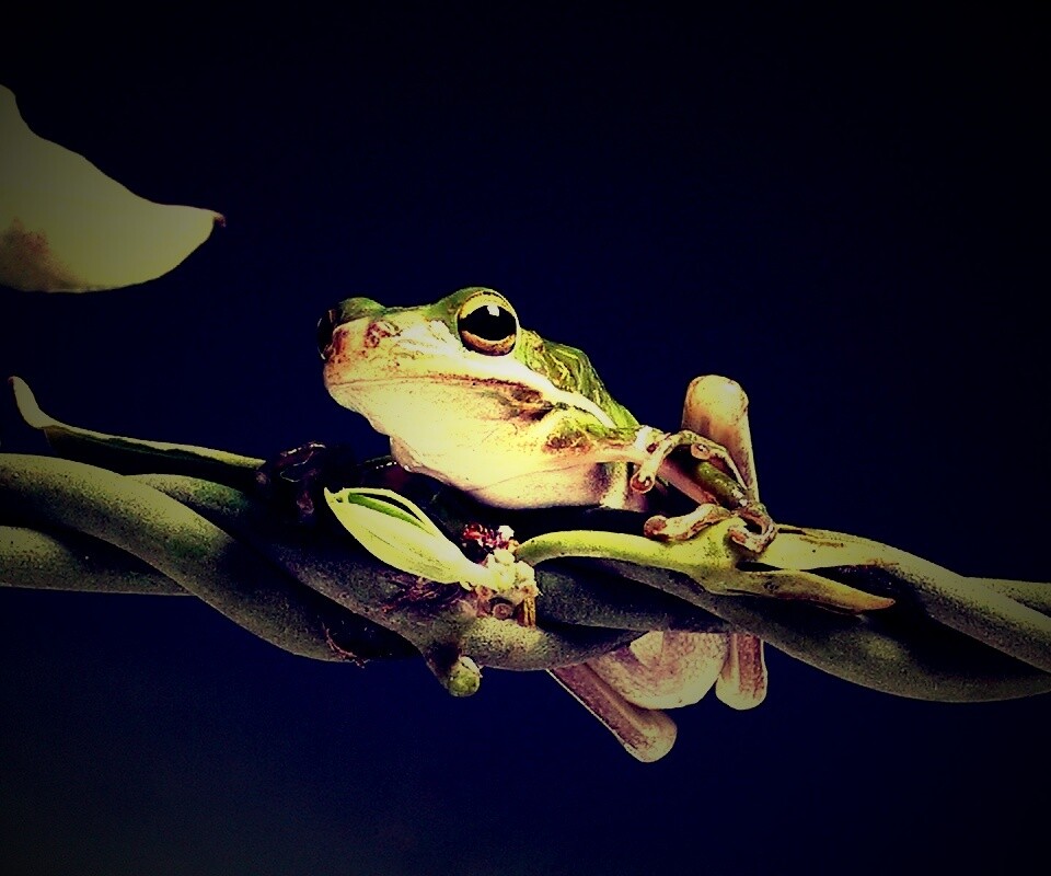 Лупоглазая лягушка на лиане обои