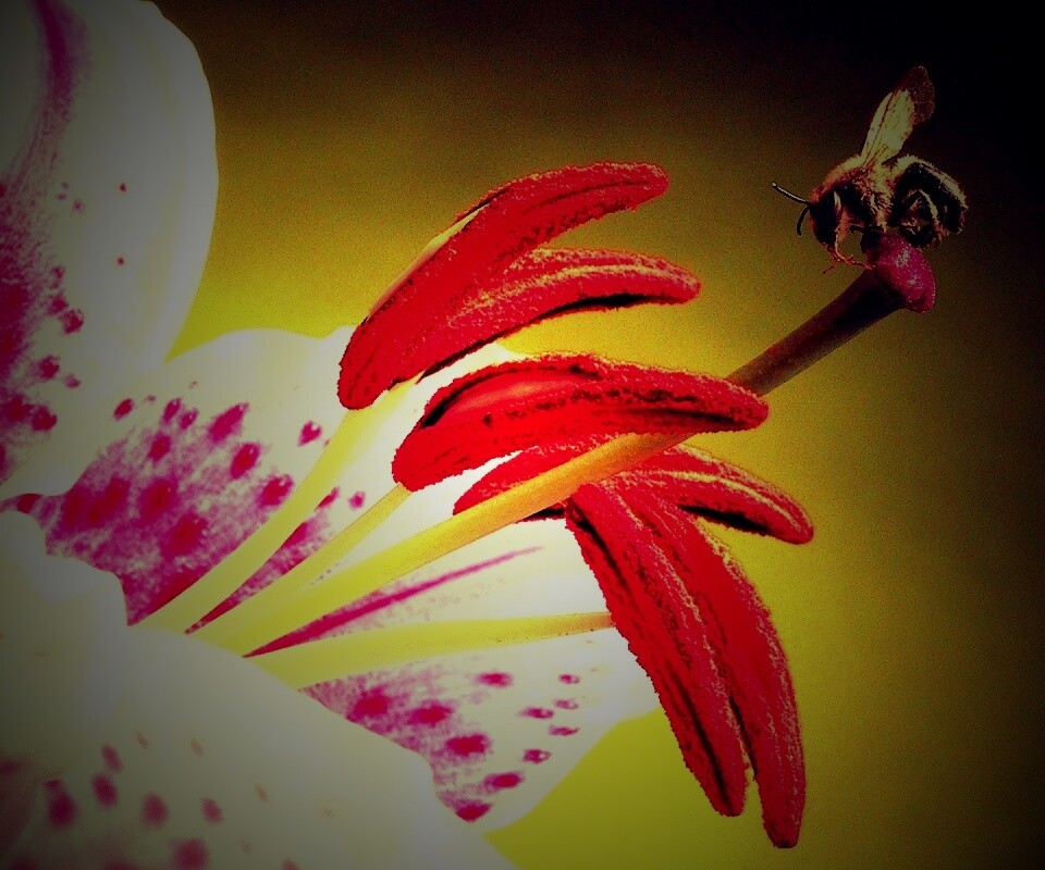 Трудолюбивая пчела на прекрасном цветке обои