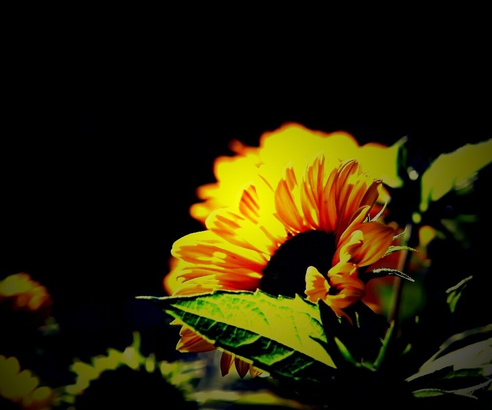 Цветок солнца обои