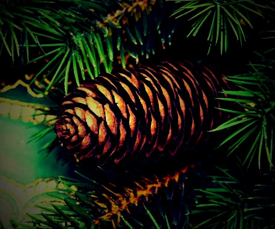 Шишка на елке обои