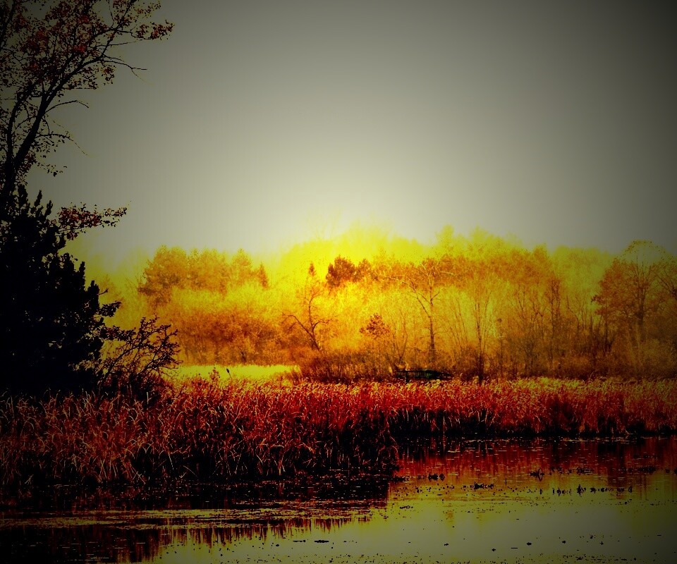 Живописные болота обои