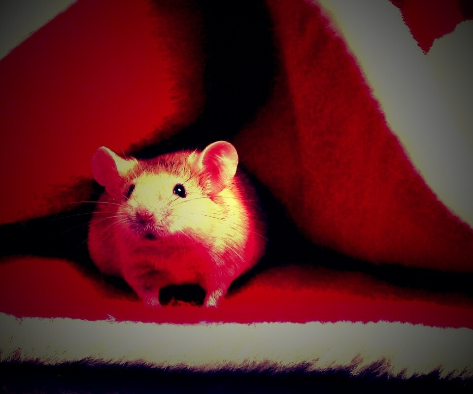 Толстый новогодний мышонок обои