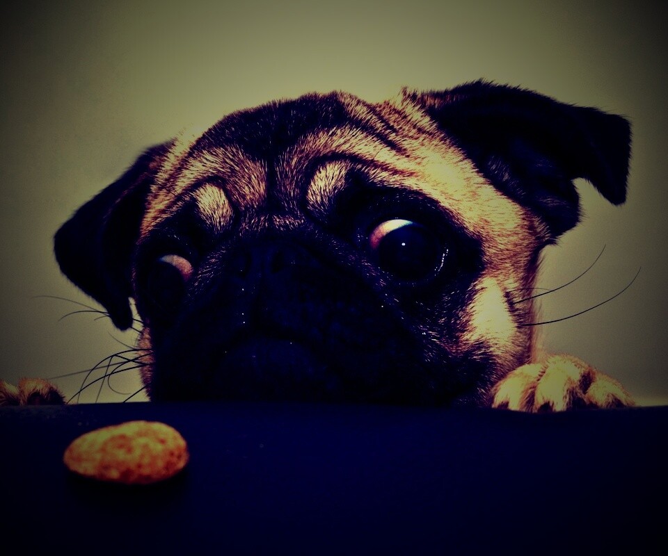 Собака нашла печеньку обои