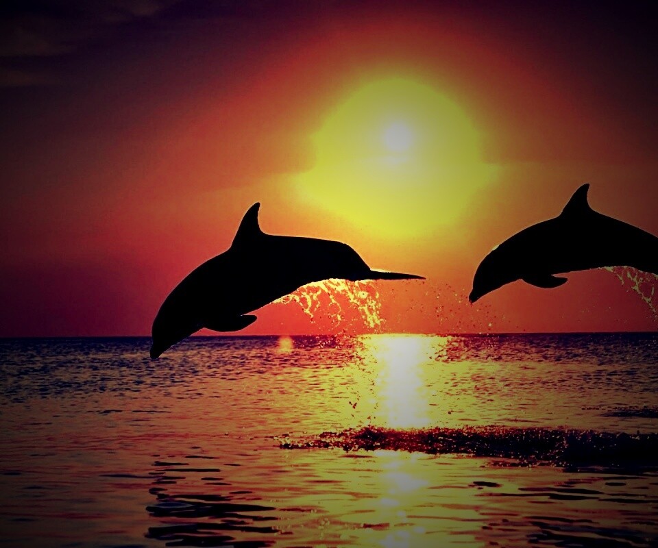 Дельфины выпрыгивают из воды обои