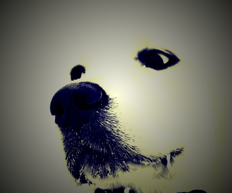 Белый пёсик обои