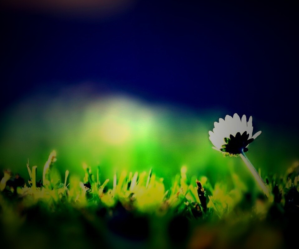 Цветок на траве обои