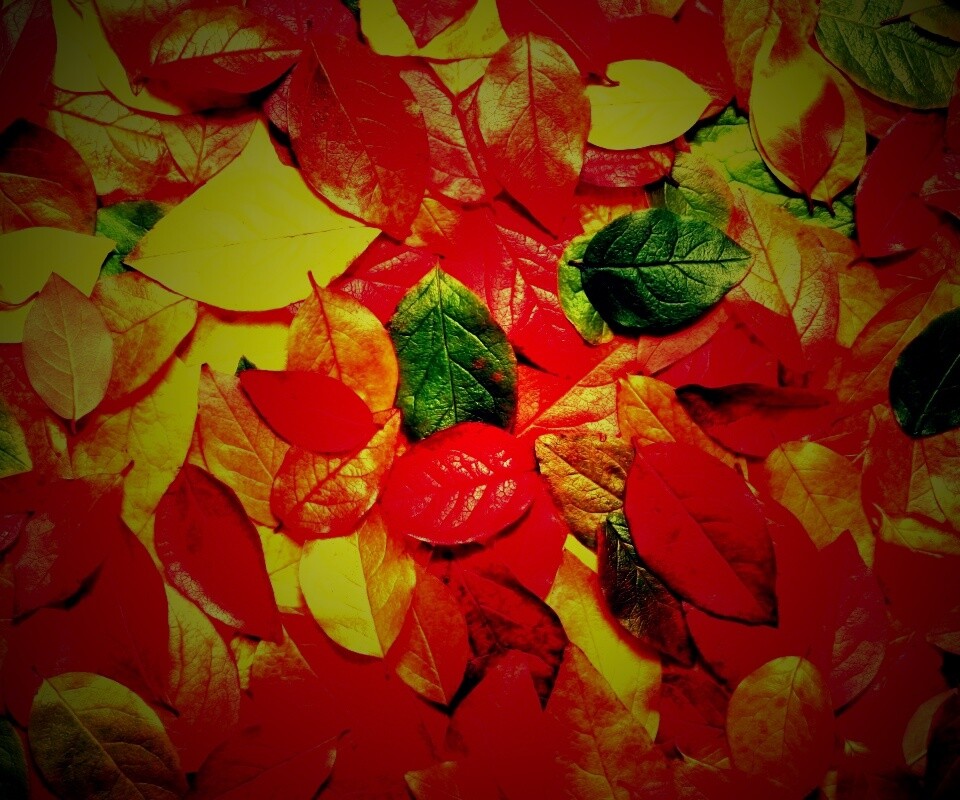 Цветной ковёр из листьев обои
