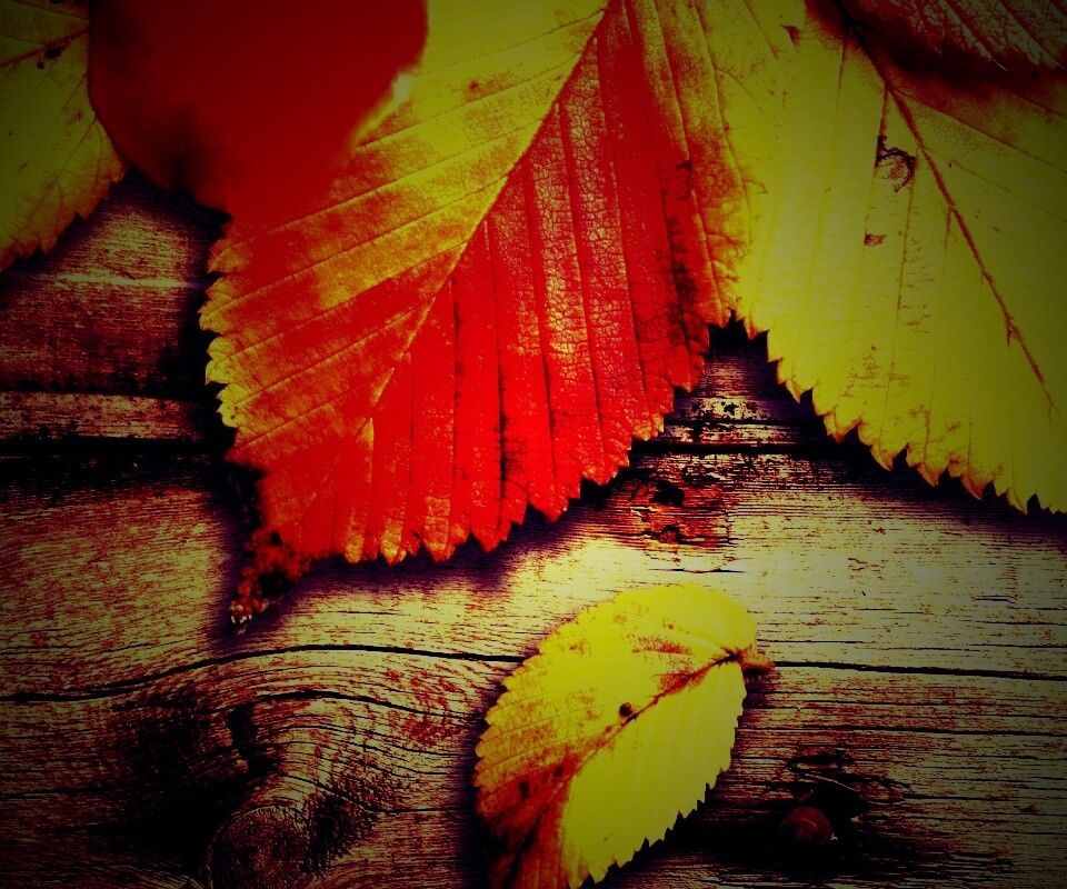 Красиво разложенные листья обои