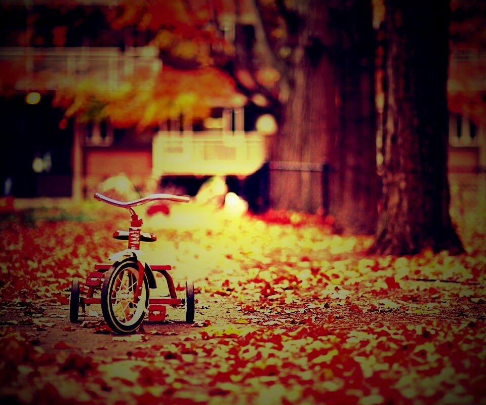 Трёхколёсный друг на осенней дорожке обои