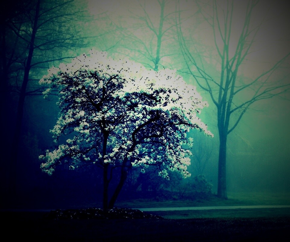 Цветущее дерево обои