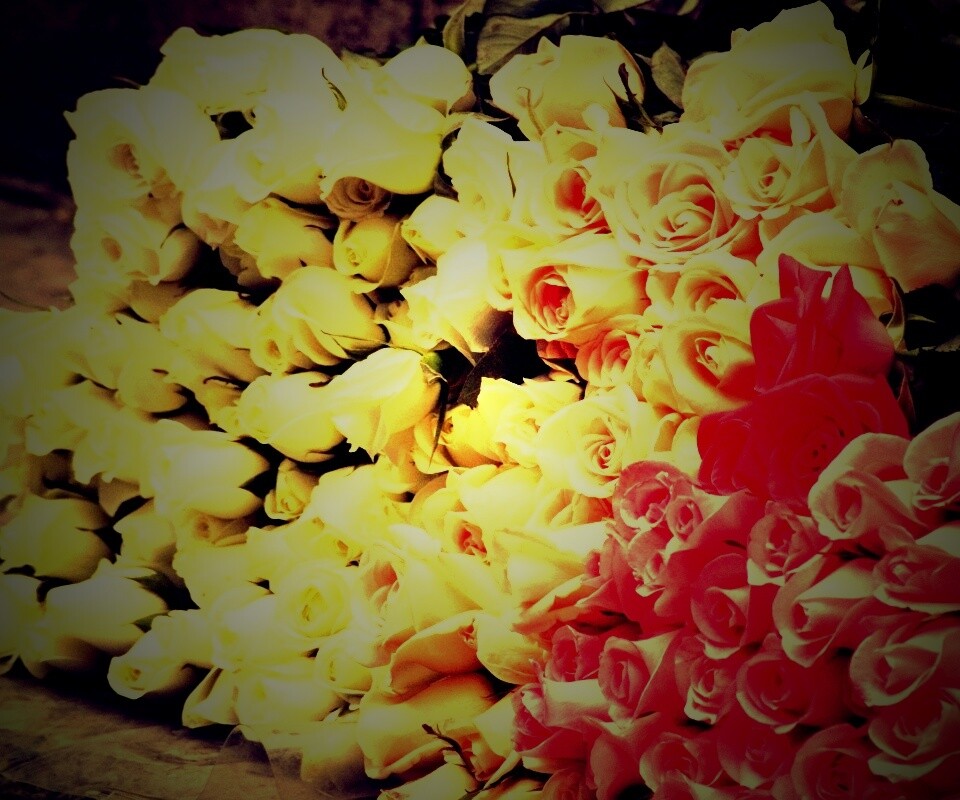 Букеты светлых роз обои