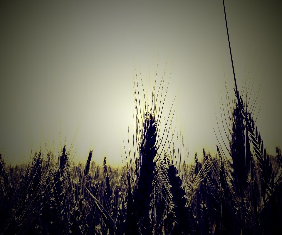 Колосья в поле обои
