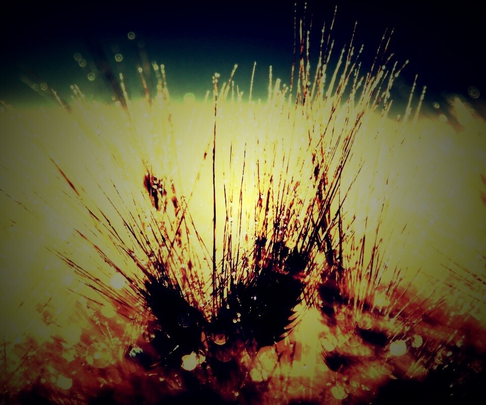 Трава на солнце обои