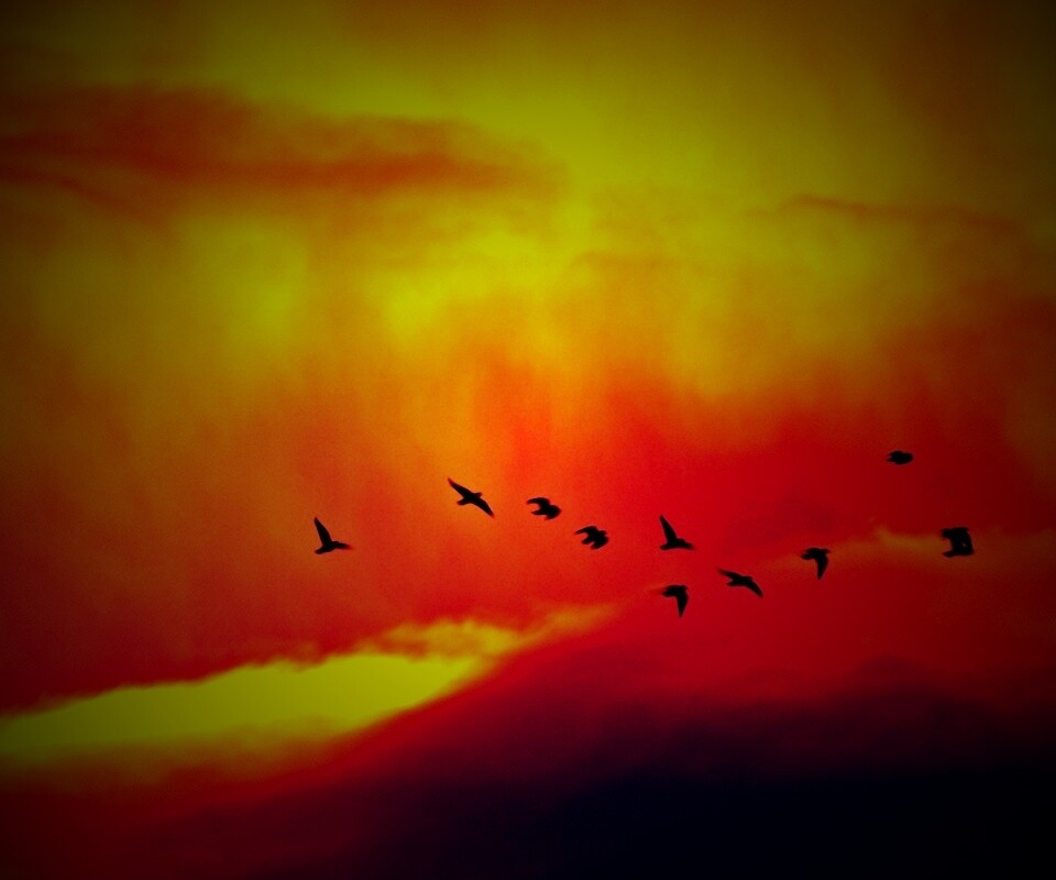Птицы летят в закатном небе обои