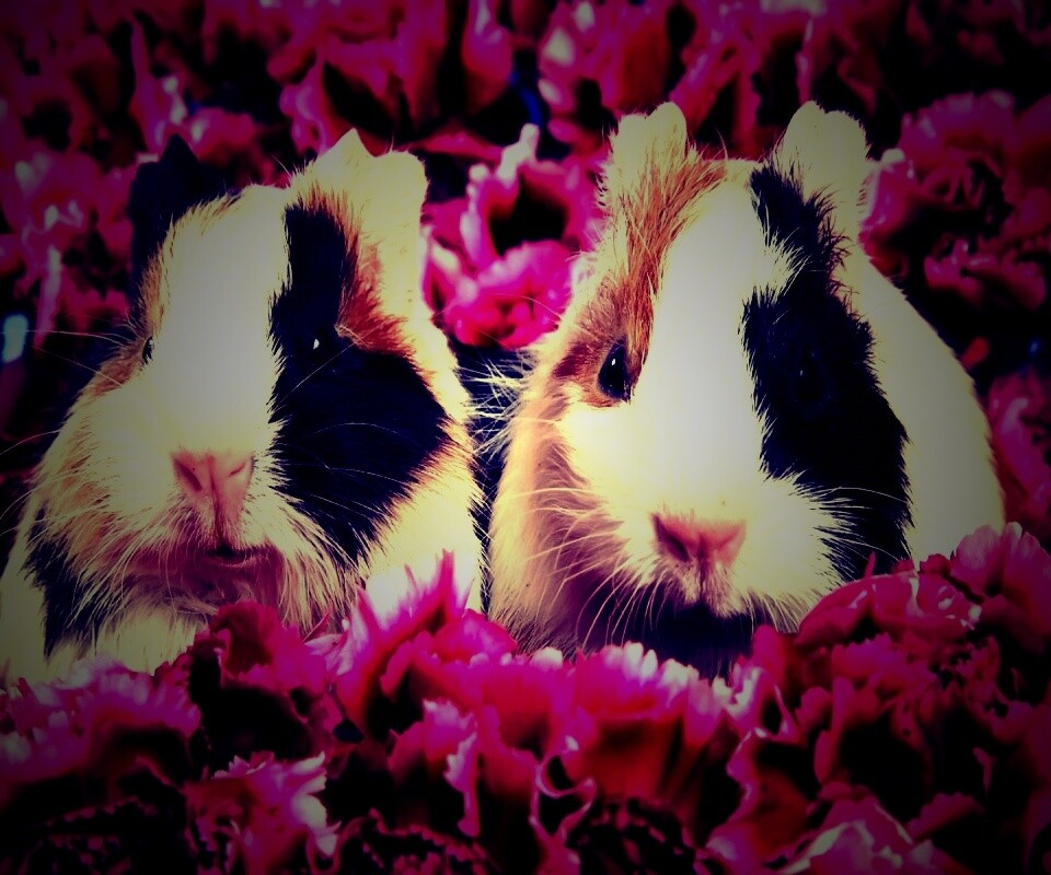 Морские свинки в гвоздиках обои