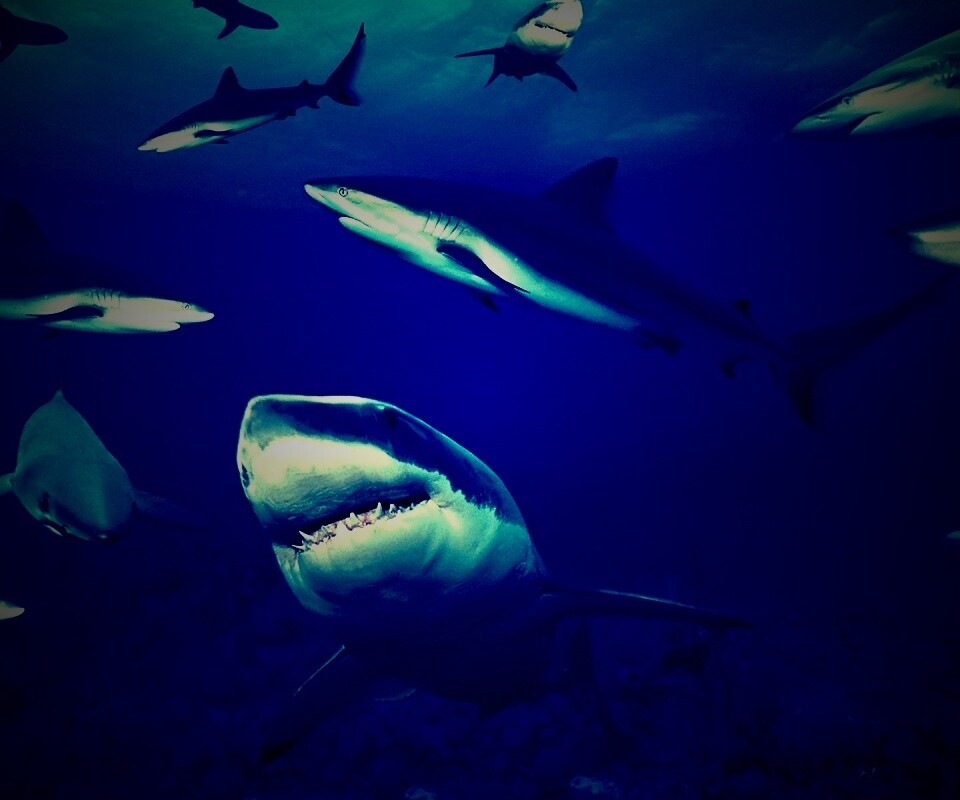 Стая акул обои